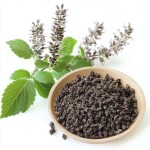 Black Cohosh