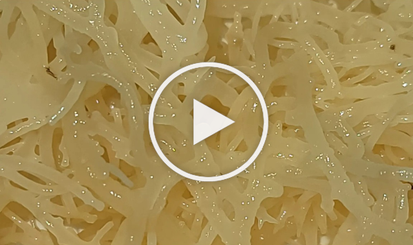 Healthy Living by Nature Boy Naturals